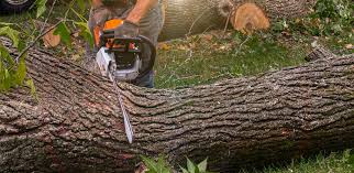 Professional Tree Care in Mission Bend, TX