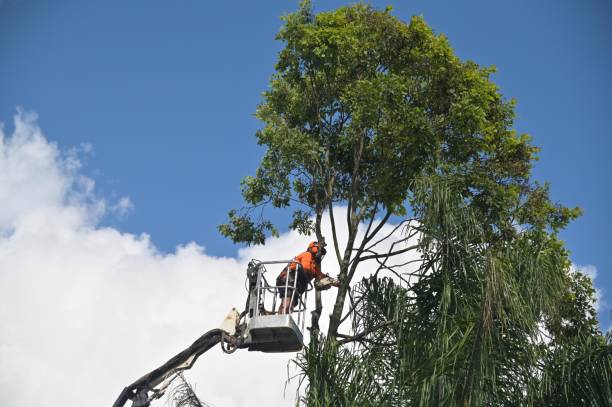 How Our Tree Care Process Works  in  Mission Bend, TX